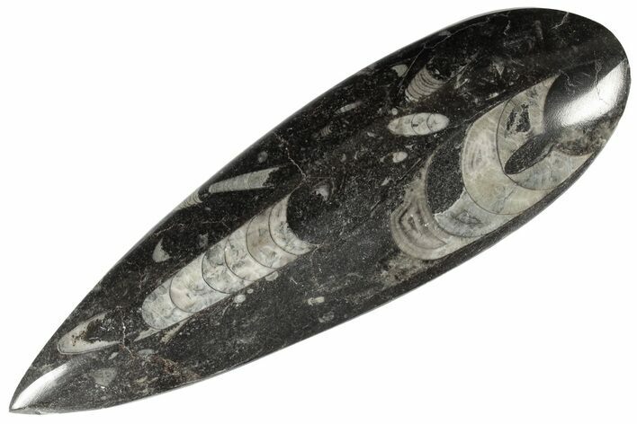 Polished Fossil Orthoceras (Cephalopod) - Morocco #182072